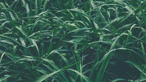 青青青草国产视频,国产视频中的青春记忆与成长轨迹 第2张 青青青草国产视频,国产视频中的青春记忆与成长轨迹 第2张